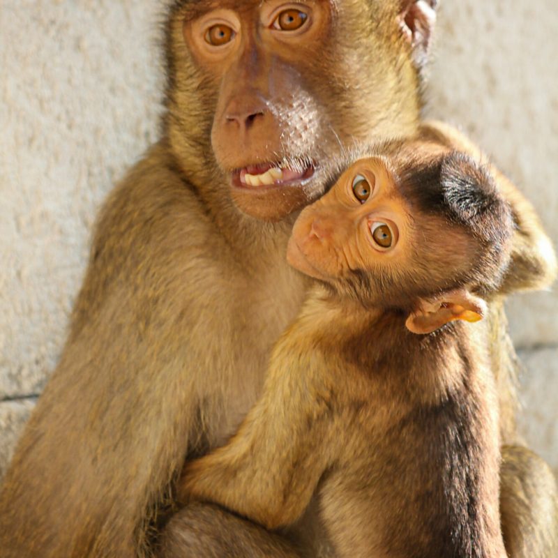 Fotografie einer Affenmutter mit ihrem Kind