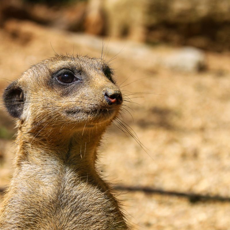Fotografie von einem Erdmännchen