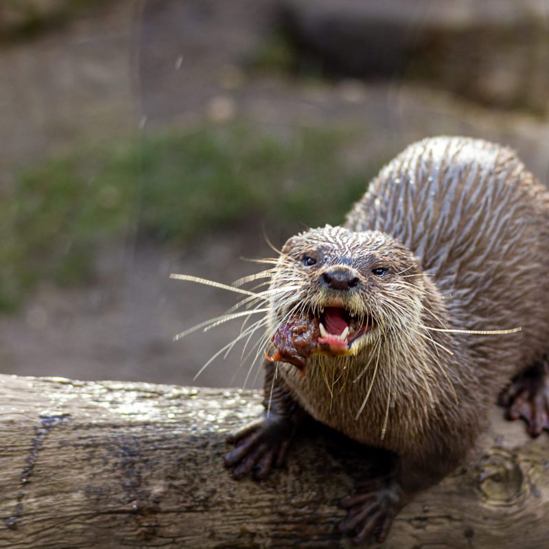 Fotografie eines fressenden Otters