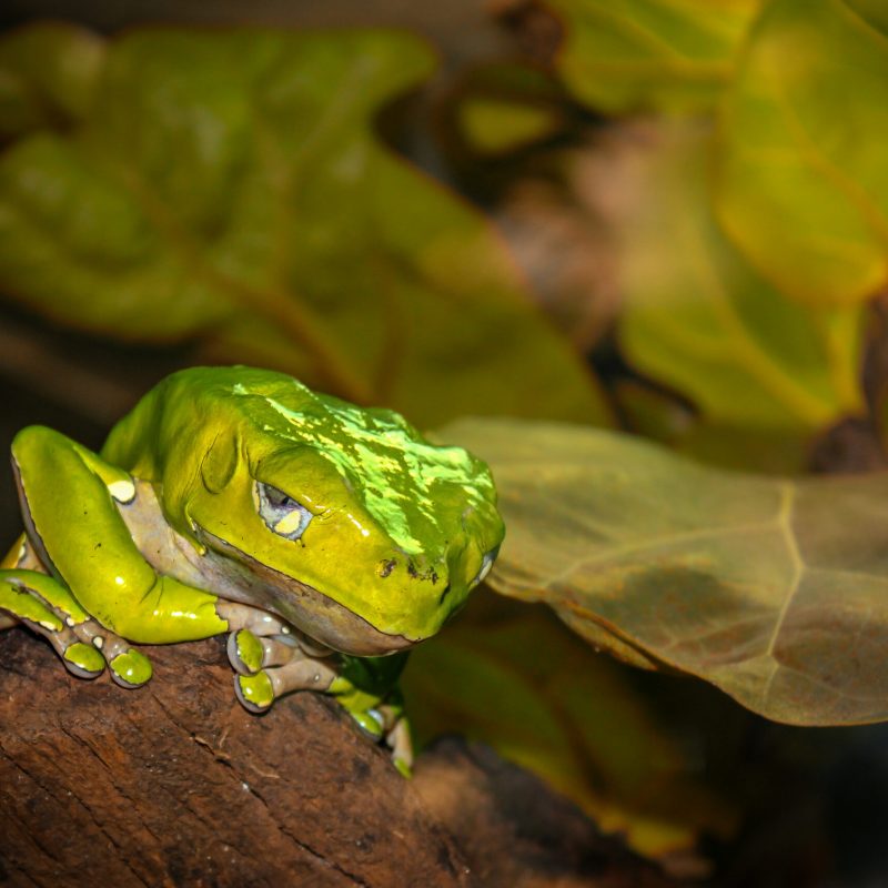 Fotografie von einem Ruderfrosch