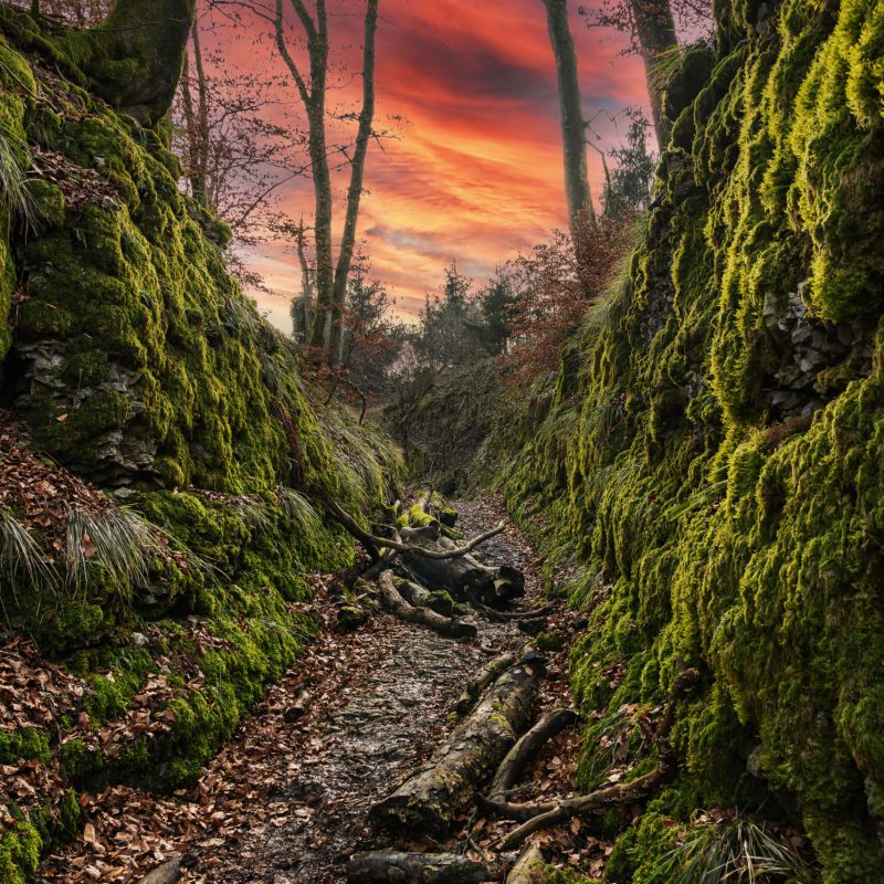 Fotografie von einem Zauberwald